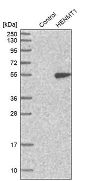 Anti-HENMT1 antibody produced in rabbit Prestige Antibodies&#174; Powered by Atlas Antibodies, affinity isolated antibody, buffered aqueous glycerol solution, ab3