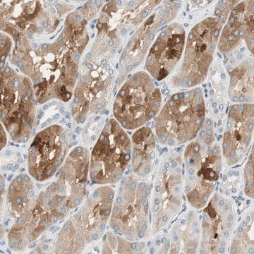 Anti-TMEM260 antibody produced in rabbit Prestige Antibodies&#174; Powered by Atlas Antibodies, affinity isolated antibody, buffered aqueous glycerol solution