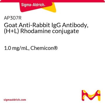 Goat Anti-Rabbit IgG Antibody, (H+L) Rhodamine conjugate 1.0&#160;mg/mL, Chemicon&#174;