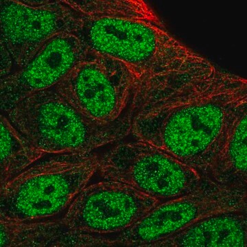 Anti-HOXD1 antibody produced in rabbit Prestige Antibodies&#174; Powered by Atlas Antibodies, affinity isolated antibody