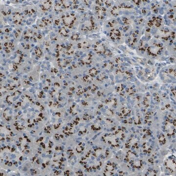 Anti-TM9SF2 antibody produced in rabbit Prestige Antibodies&#174; Powered by Atlas Antibodies, affinity isolated antibody, buffered aqueous glycerol solution