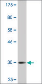 Monoclonal Anti-CGB2, (N-terminal) antibody produced in mouse clone 4F8, ascites fluid