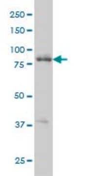 Monoclonal Anti-RIPK4 antibody produced in mouse clone 2G3, purified immunoglobulin, buffered aqueous solution