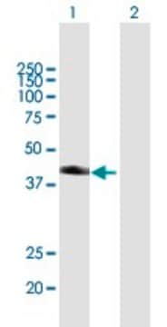 Anti-SNX7 antibody produced in mouse purified immunoglobulin, buffered aqueous solution