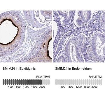 Anti-SMIM24 antibody produced in rabbit Prestige Antibodies&#174; Powered by Atlas Antibodies, affinity isolated antibody, buffered aqueous glycerol solution