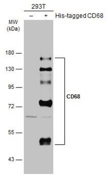 Anti-CD68 antibody produced in rabbit affinity isolated antibody, buffered aqueous solution