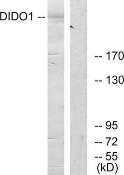 Anti-DIDO1 antibody produced in rabbit affinity isolated antibody