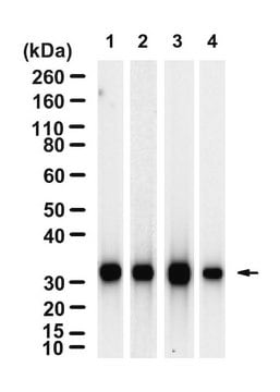 Anti-Prohibitin 1 Antibody, clone 1N19 ZooMAb&#174; Rabbit Monoclonal recombinant, expressed in HEK 293 cells