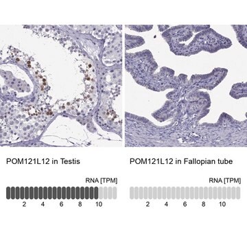 Anti-POM121L12 antibody produced in rabbit Prestige Antibodies&#174; Powered by Atlas Antibodies, affinity isolated antibody, buffered aqueous glycerol solution