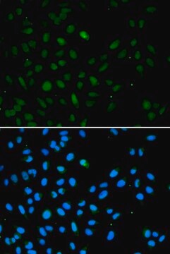 Anti-EZH1 antibody produced in rabbit