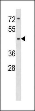 ANTI-SIGLEC14 (N-TERM) antibody produced in rabbit IgG fraction of antiserum, buffered aqueous solution