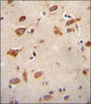 ANTI-GFRAL (C-TERM) antibody produced in rabbit IgG fraction of antiserum, buffered aqueous solution