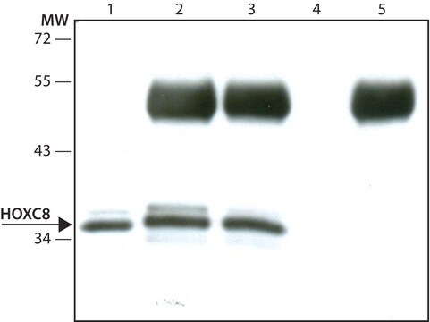 Anti-HOXC8 antibody produced in rabbit ~1.0&#160;mg/mL, affinity isolated antibody, buffered aqueous solution