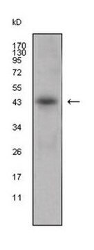 Anti-APOL1 Antibody, clone 1D4 ascites fluid, clone 1D4, from mouse