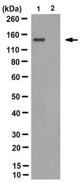 Anti-PolyQ-Krankheitsproteine-Antikörper, Klon&nbsp;3B5H10 clone 3B5H10, from mouse