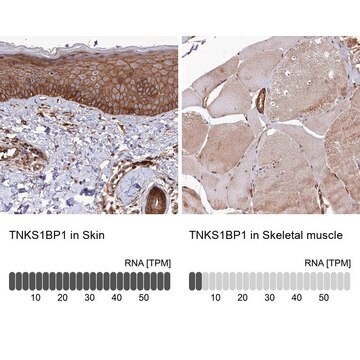 Anti-TNKS1BP1 antibody produced in rabbit Prestige Antibodies&#174; Powered by Atlas Antibodies, affinity isolated antibody, buffered aqueous glycerol solution