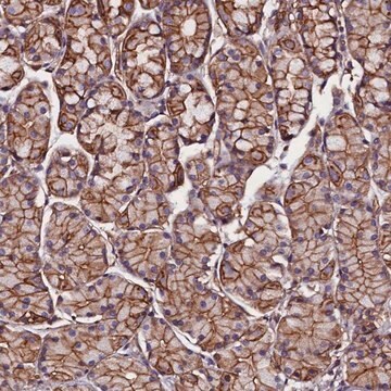 Anti-ZNF749 antibody produced in rabbit Prestige Antibodies&#174; Powered by Atlas Antibodies, affinity isolated antibody, buffered aqueous glycerol solution