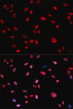 Anti-Phospho-Jun-T239 antibody produced in rabbit