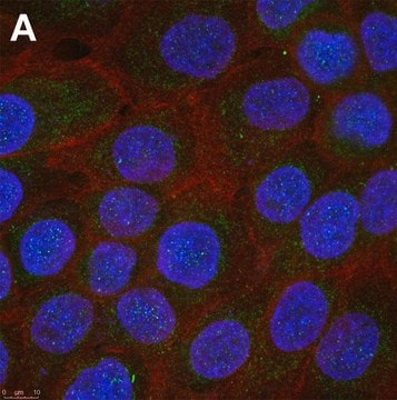 Anti-Interferon &#945;-2 Antibody, clone 1E13 ZooMAb&#174; Rabbit Monoclonal recombinant, expressed in HEK 293 cells