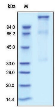 IGF 1R/CD221 human recombinant, expressed in HEK 293 cells, &#8805;95% (SDS-PAGE)