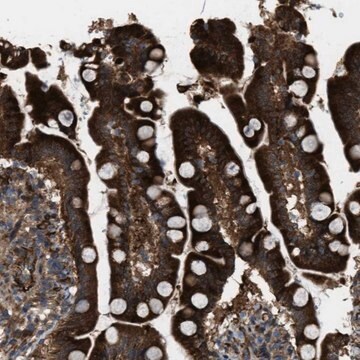 Anti-LRRC72 antibody produced in rabbit Prestige Antibodies&#174; Powered by Atlas Antibodies, affinity isolated antibody, buffered aqueous glycerol solution