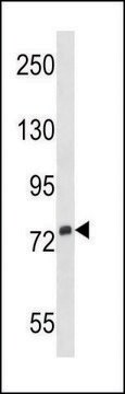 ANTI-SIGLEC5 (N-TERM) antibody produced in rabbit IgG fraction of antiserum, buffered aqueous solution