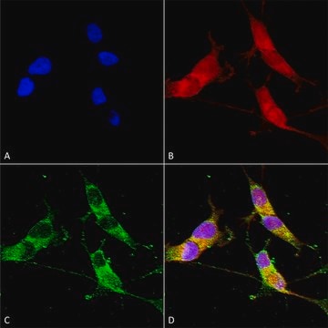 Monoclonal Anti-Vglut3 - Atto 390 antibody produced in mouse clone S34-34, purified immunoglobulin