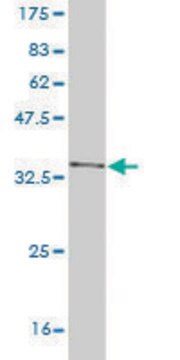 Monoclonal Anti-USP6 antibody produced in mouse clone 1F5, purified immunoglobulin, buffered aqueous solution