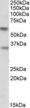 Anti-SIGLEC6 antibody produced in goat affinity isolated antibody, buffered aqueous solution