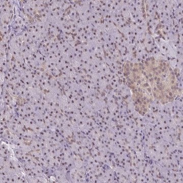 Anti-ING4 antibody produced in rabbit Prestige Antibodies&#174; Powered by Atlas Antibodies, affinity isolated antibody, buffered aqueous glycerol solution