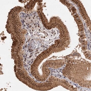 Anti-ZNF326 antibody produced in rabbit Prestige Antibodies&#174; Powered by Atlas Antibodies, affinity isolated antibody, buffered aqueous glycerol solution, ab1