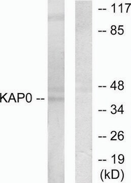 Anti-KAP0 antibody produced in rabbit affinity isolated antibody