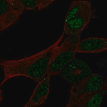 Anti-GCFC2 antibody produced in rabbit Prestige Antibodies&#174; Powered by Atlas Antibodies, affinity isolated antibody