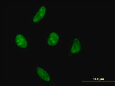 Monoclonal Anti-VRK1 antibody produced in mouse clone 4F9, purified immunoglobulin, buffered aqueous solution