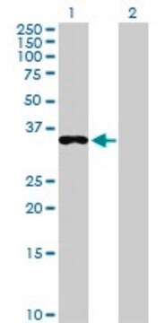 Anti-EEF1D antibody produced in rabbit IgG fraction of antiserum, buffered aqueous solution