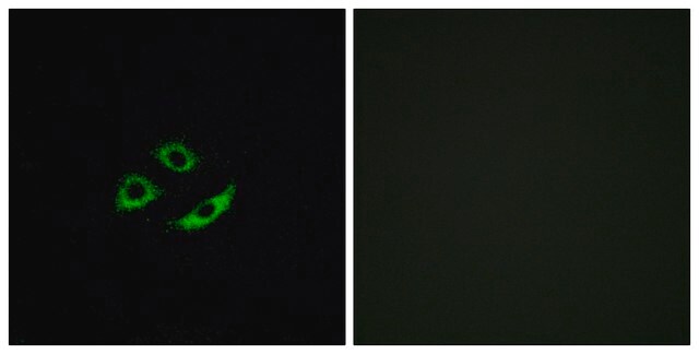 Anti-OR4C12 antibody produced in rabbit affinity isolated antibody