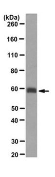 Anti-Aggrecan (neoepitope) Antibody, clone BC-3 clone BC-3, from mouse