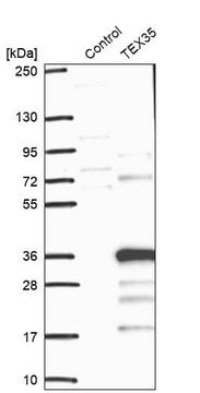 Anti-TEX35 antibody produced in rabbit Prestige Antibodies&#174; Powered by Atlas Antibodies, affinity isolated antibody, buffered aqueous glycerol solution