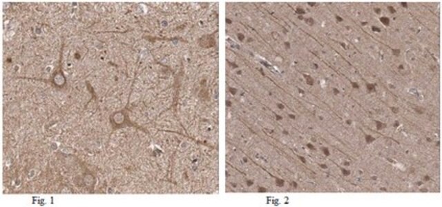 Anti-CAPS-1 Antibody from rabbit, purified by affinity chromatography