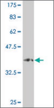 Monoclonal Anti-PCDHA9 antibody produced in mouse clone 3C1, purified immunoglobulin, buffered aqueous solution