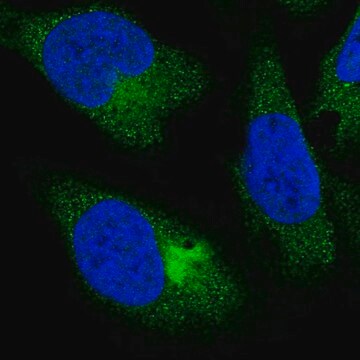 Anti-PPP4R4 antibody produced in rabbit Prestige Antibodies&#174; Powered by Atlas Antibodies, affinity isolated antibody, buffered aqueous glycerol solution