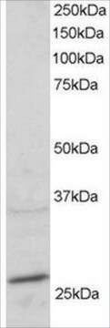 Anti-RAB11A/YL8 antibody produced in goat affinity isolated antibody, buffered aqueous solution