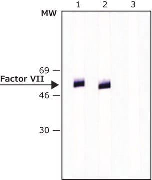 Anti-Factor VII antibody, Mouse monoclonal clone HVII-1, purified from hybridoma cell culture