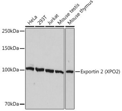 Anti-Exportin 2 (XPO2) antibody produced in rabbit