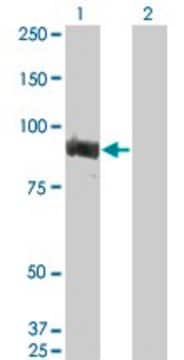 ANTI-TOP3B antibody produced in mouse clone 2G2, purified immunoglobulin, buffered aqueous solution