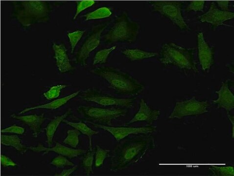 Monoclonal Anti-GAGE5, (C-terminal) antibody produced in mouse clone 8F8, purified immunoglobulin, buffered aqueous solution