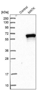 Anti-MATK antibody produced in rabbit Prestige Antibodies&#174; Powered by Atlas Antibodies, affinity isolated antibody, buffered aqueous glycerol solution