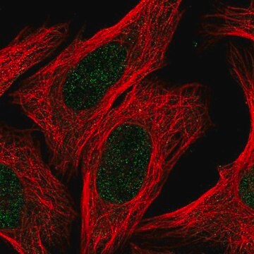 Anti-RACGAP1 antibody produced in rabbit Prestige Antibodies&#174; Powered by Atlas Antibodies, affinity isolated antibody