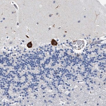 Anti-TMEM63C antibody produced in rabbit Prestige Antibodies&#174; Powered by Atlas Antibodies, affinity isolated antibody, buffered aqueous glycerol solution