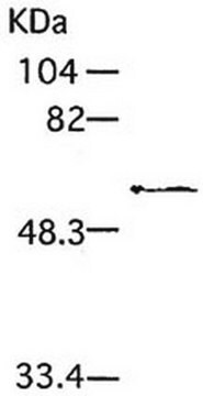 Anti-MT1-MMP (Ab-3) Mouse mAb (114-6G6) liquid, clone 114-6G6, Calbiochem&#174;